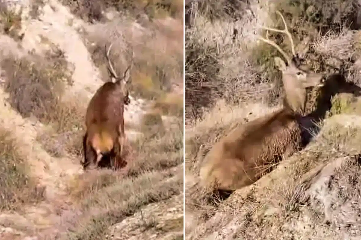 El ciervo usado por los animalistas para difundir su bulo.