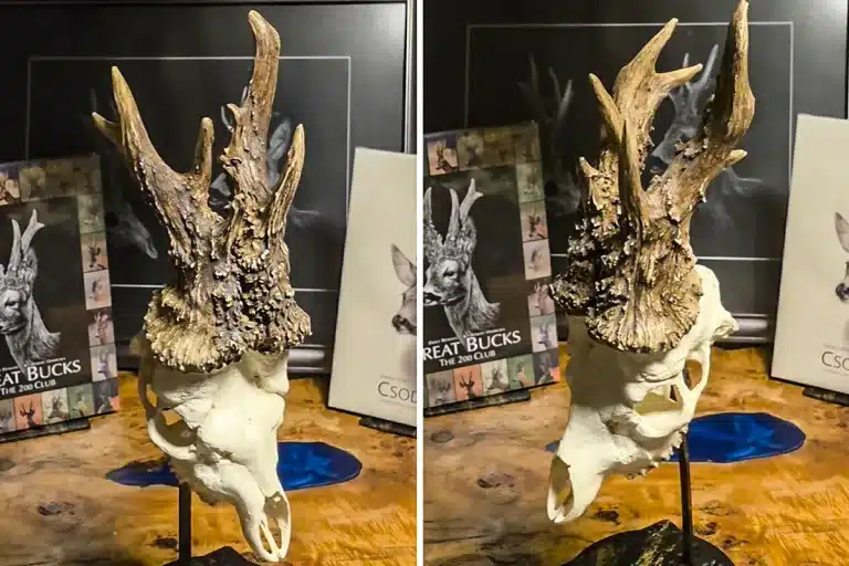 corzo descomunal 289 puntos