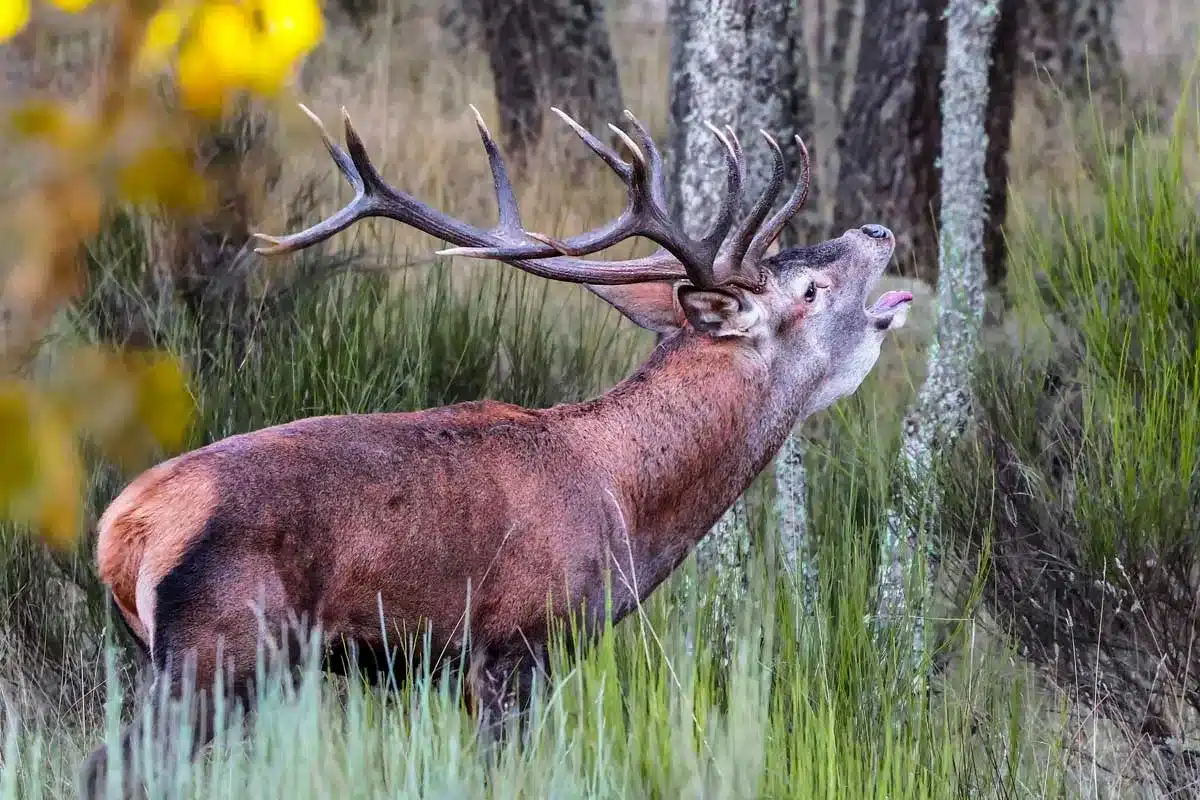 Un venado en el Alto Tajo.