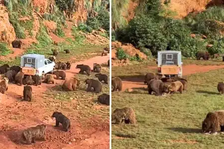 ejército osos rodea pickup Cantabria