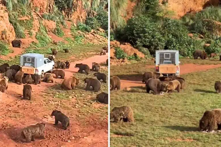 ejército osos rodea pickup Cantabria