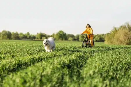 estudio perros sueltos campo