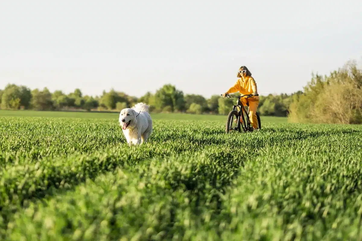 estudio perros sueltos campo