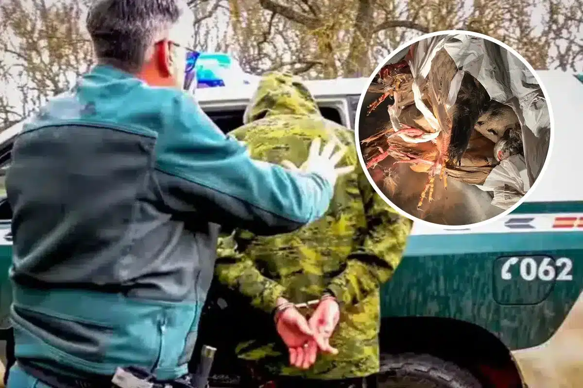 furtivo perdices jabalí Salamanca