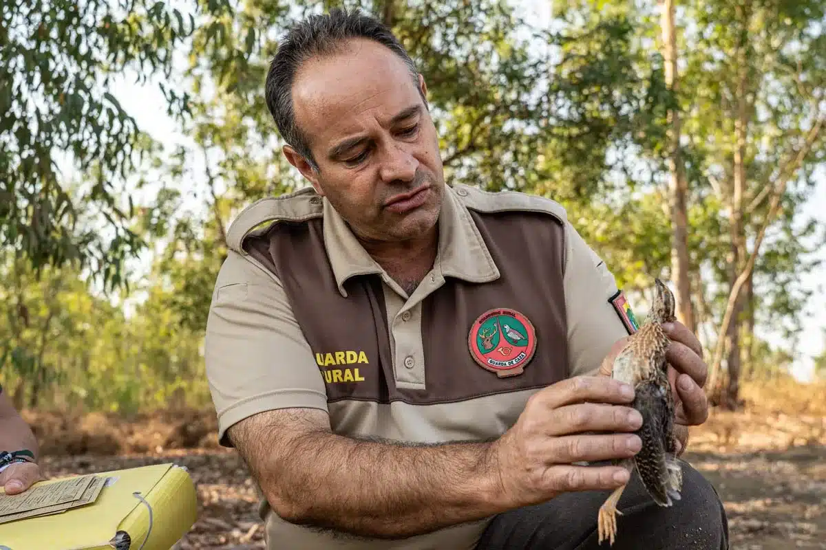 Guarda Rural participando en le proyecto Coturnix de Mutuasport y Fundación Artemisan.