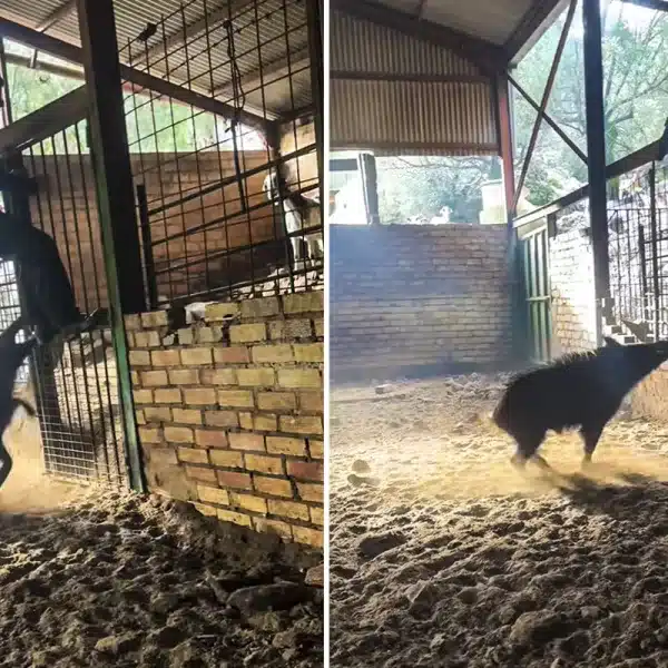 jabalí ataca ganadero