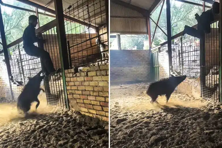 jabalí ataca ganadero