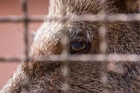 jabalí en una jaula