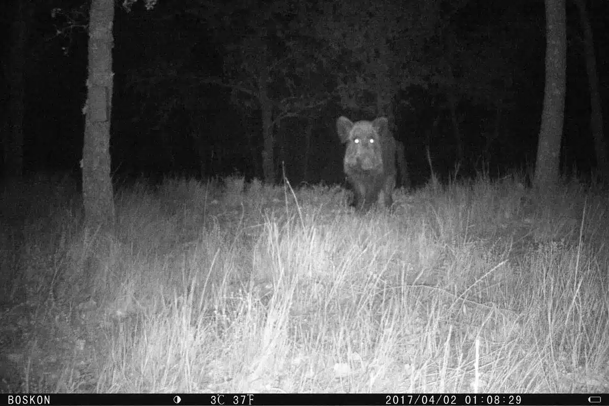Un jabalí fotografiado por una cámara trampa.