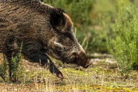 jabalí Monfragüe peste porcina