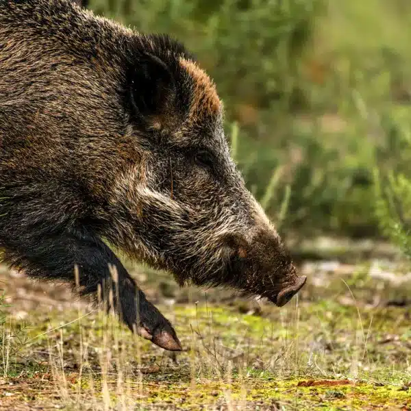 jabalí Monfragüe peste porcina