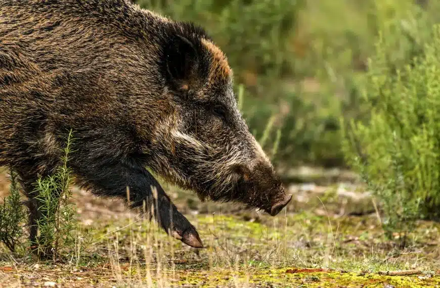 jabalí Monfragüe peste porcina