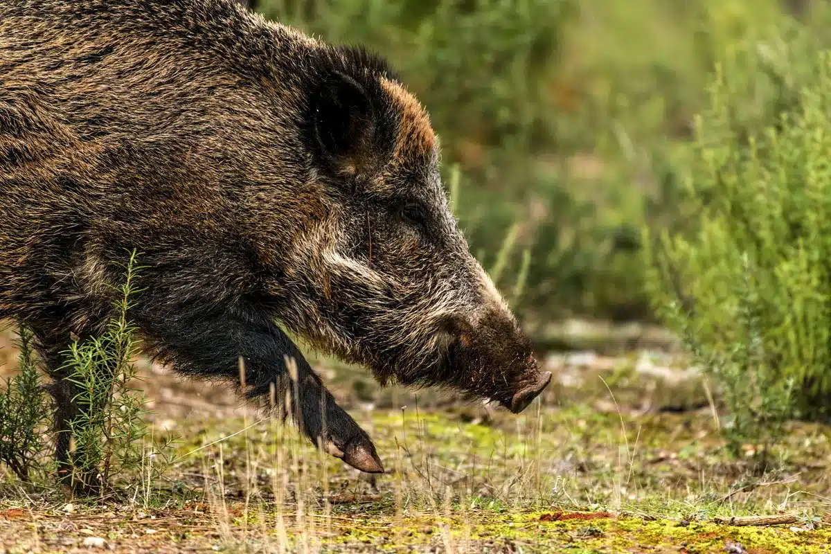 jabalí Monfragüe peste porcina