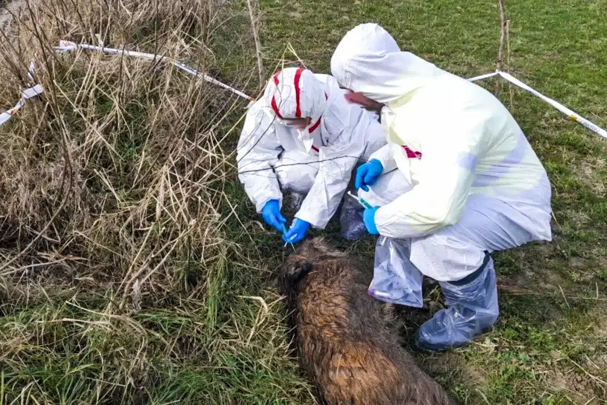 jabalí muerto Aragón alarma protocolo peste porcina africana