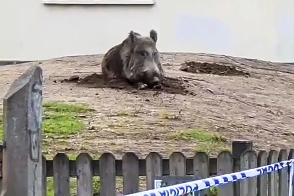 jabalí obliga cerrar acceso colegio Barcelona