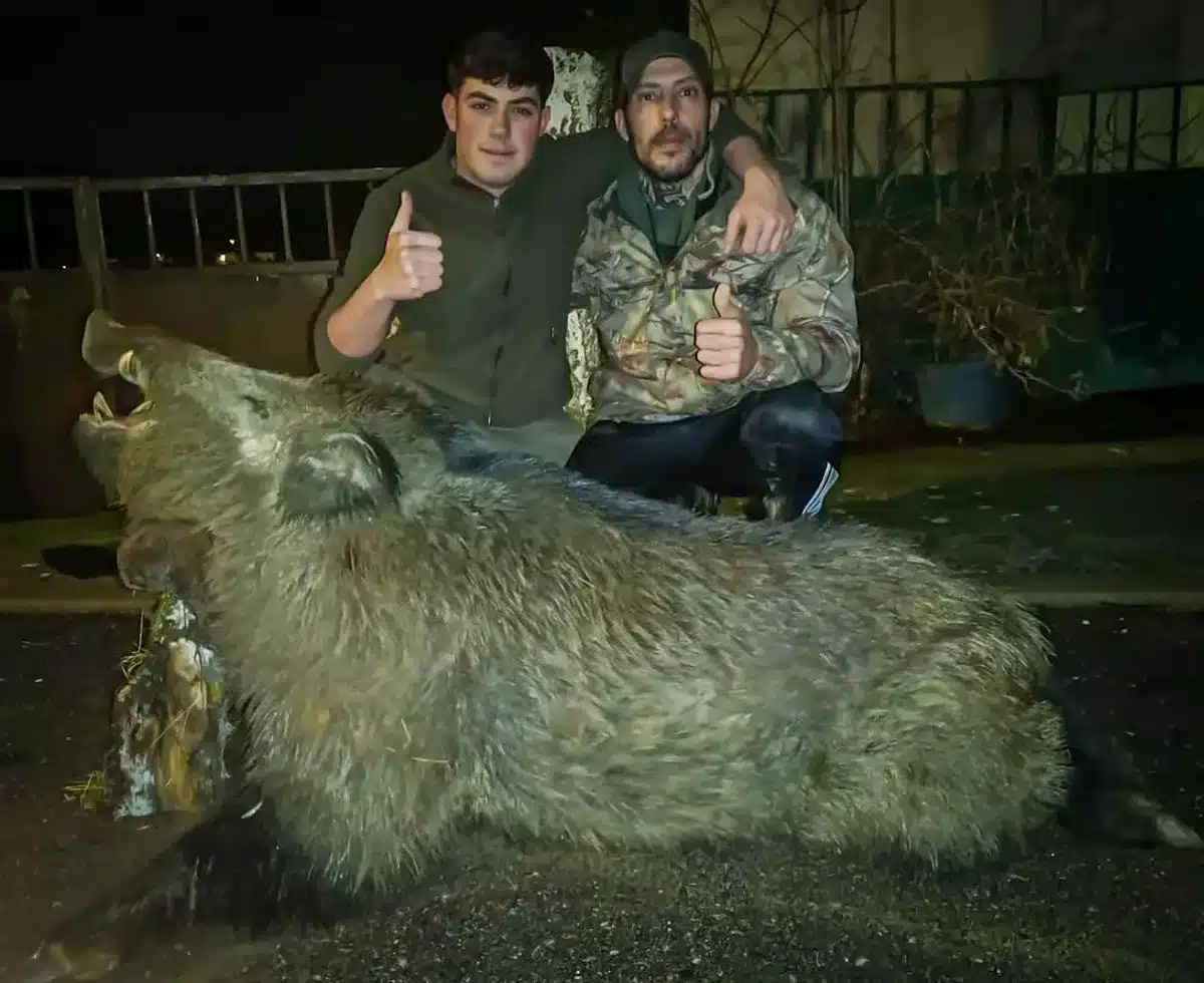 Otra imagen del gran jabalí.