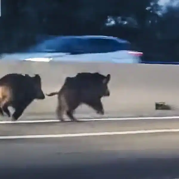 jabalíes autovía Málaga