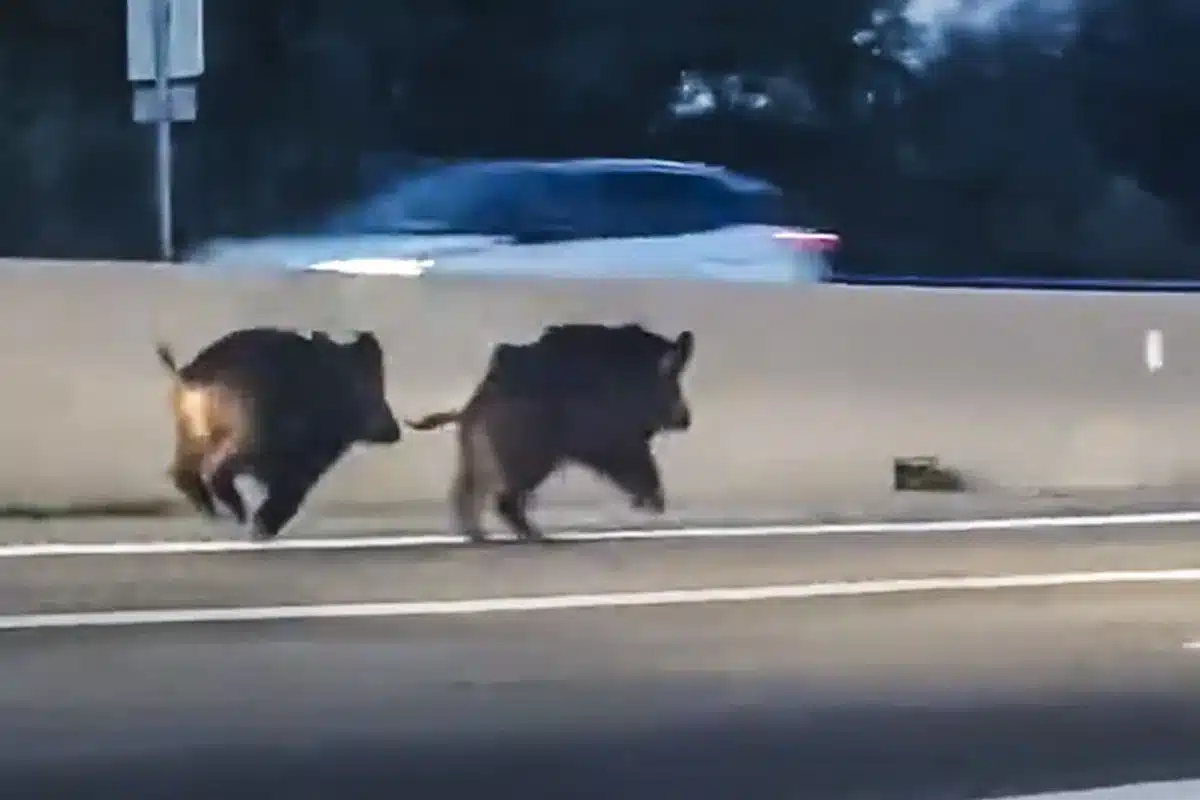 jabalíes autovía Málaga