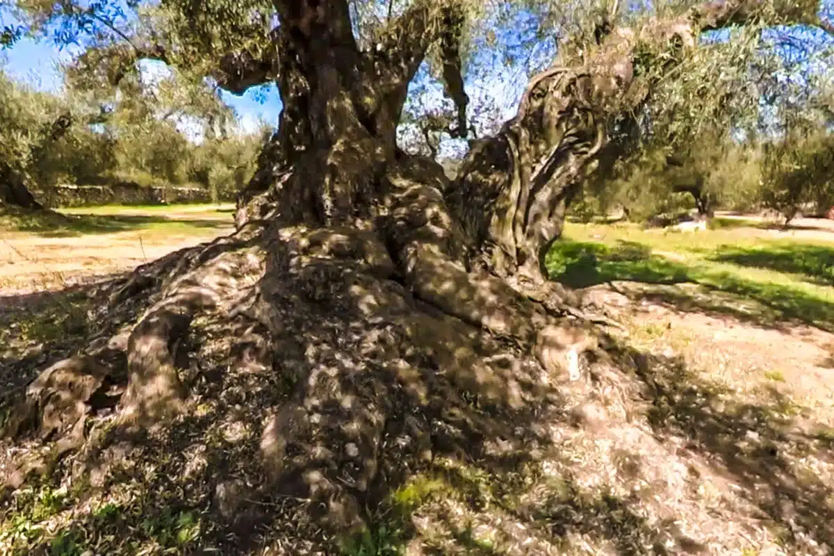 la Farga del Arión olivo milenario