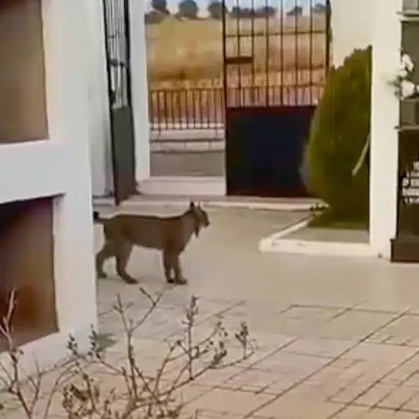 El lince, entre las tumbas.