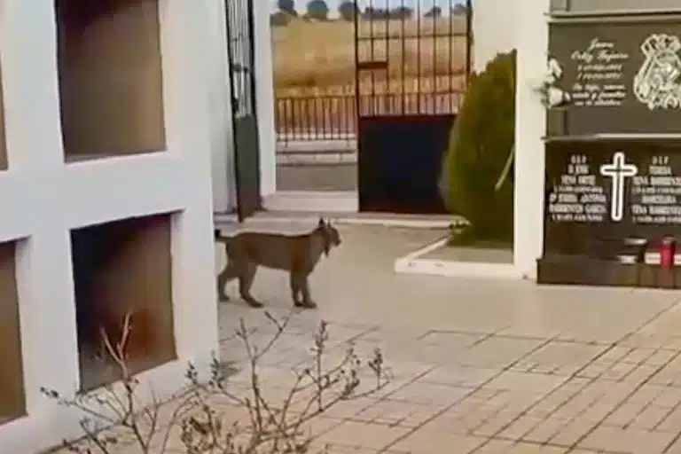 El lince, entre las tumbas.