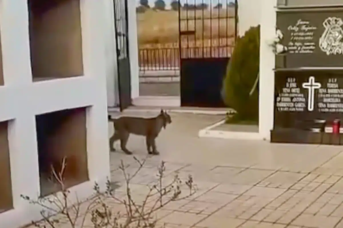 El lince, entre las tumbas.