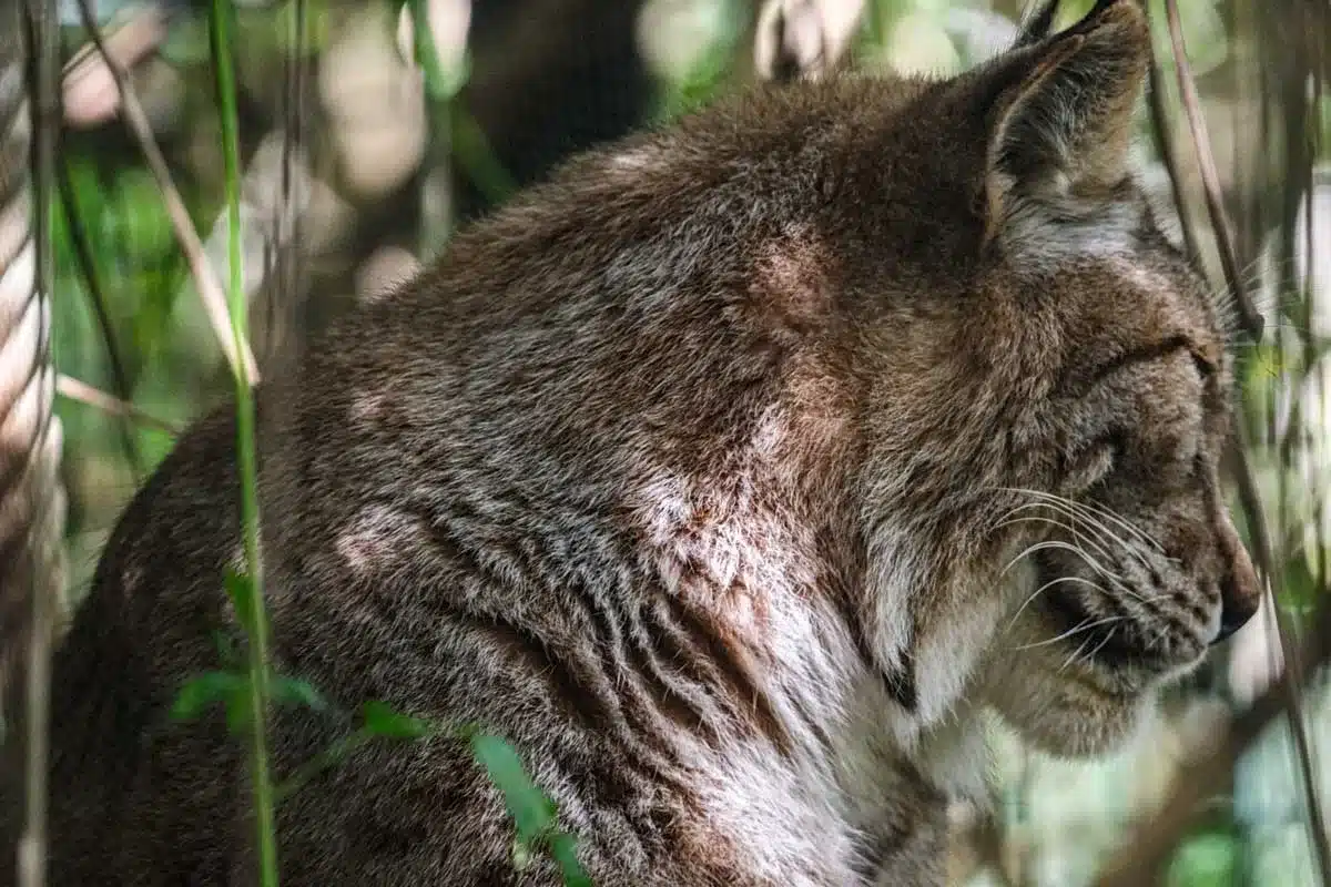 Lince ibérico entre el follaje.