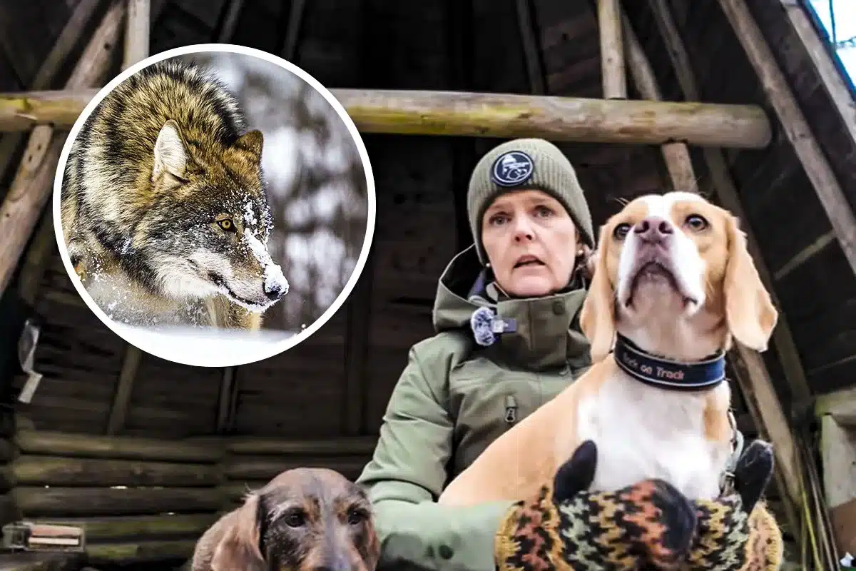 lobo ataca mujer Finlandia