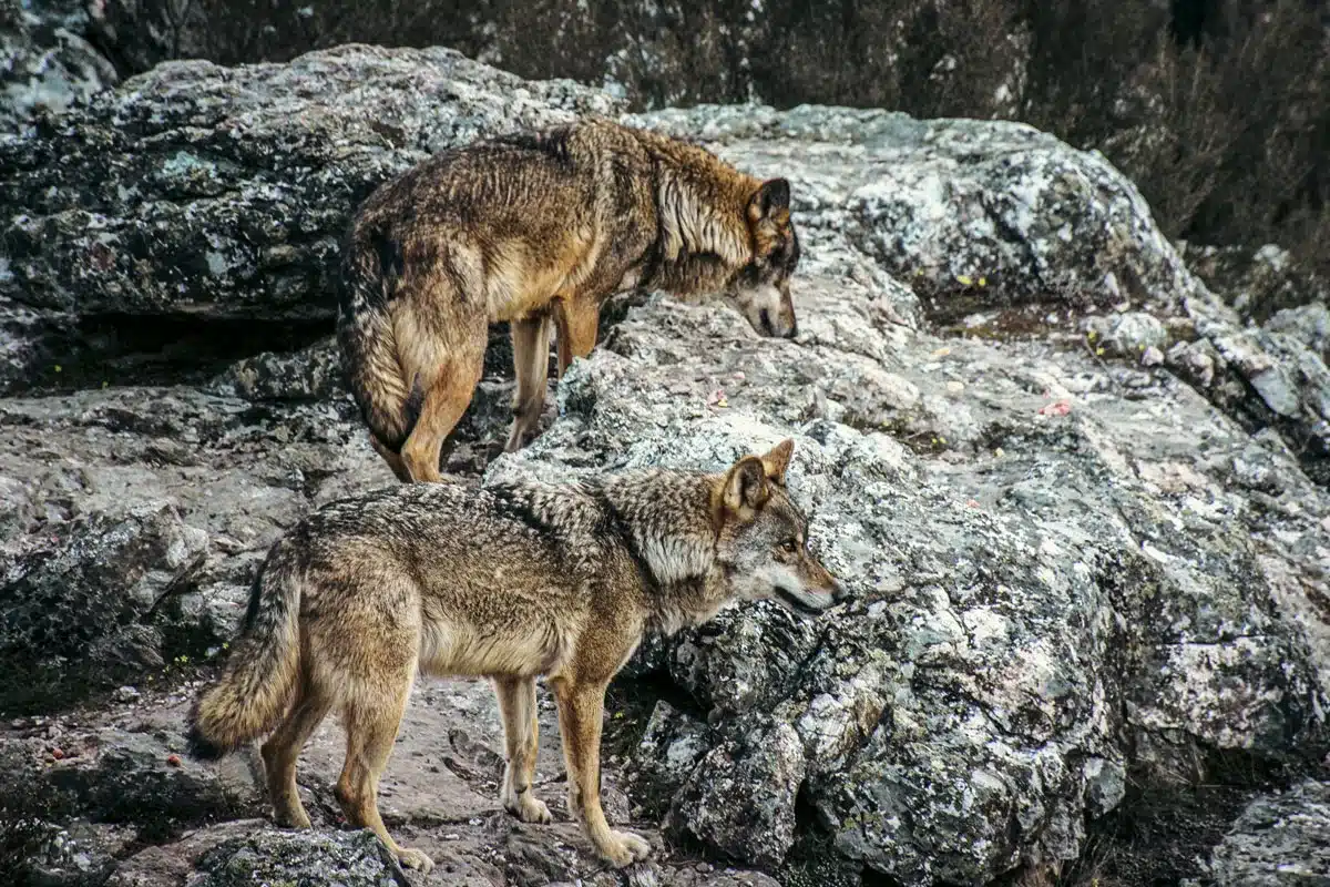 manada lobos Palencia
