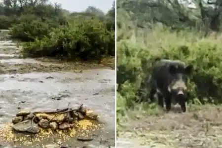 mira qué guarro y yo cebando