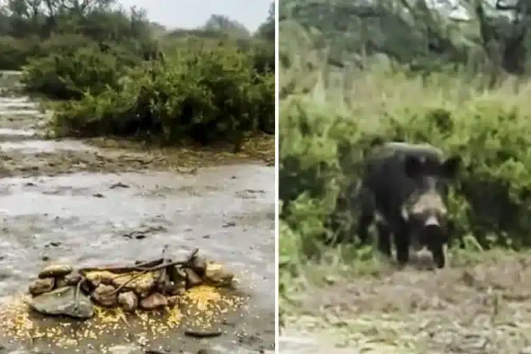 mira qué guarro y yo cebando