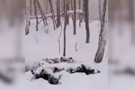 montón de nieve ejército de jabalíes