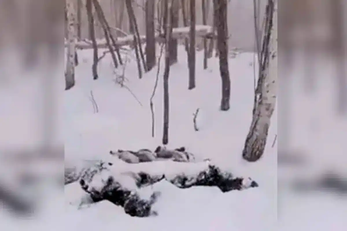 montón de nieve ejército de jabalíes