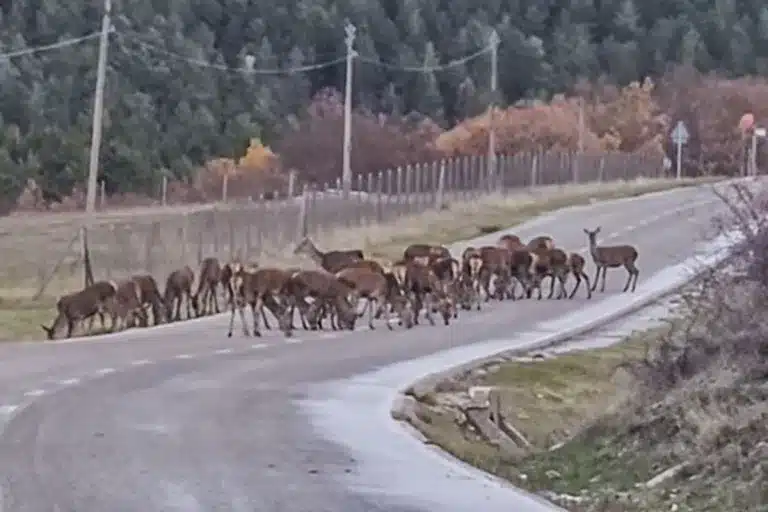 motivo ciervos invaden carreteras