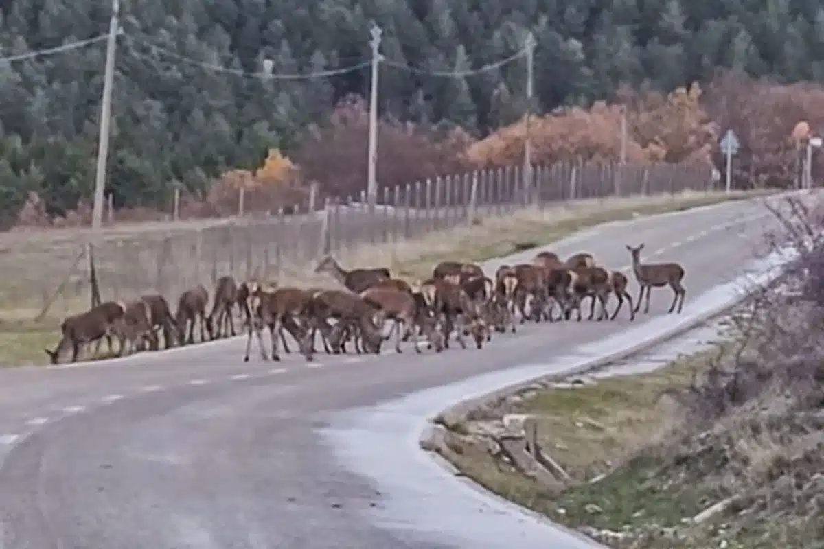 motivo ciervos invaden carreteras