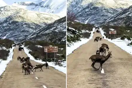 paraíso de los rebecos