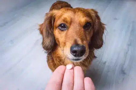 Un perro observa una pastilla.