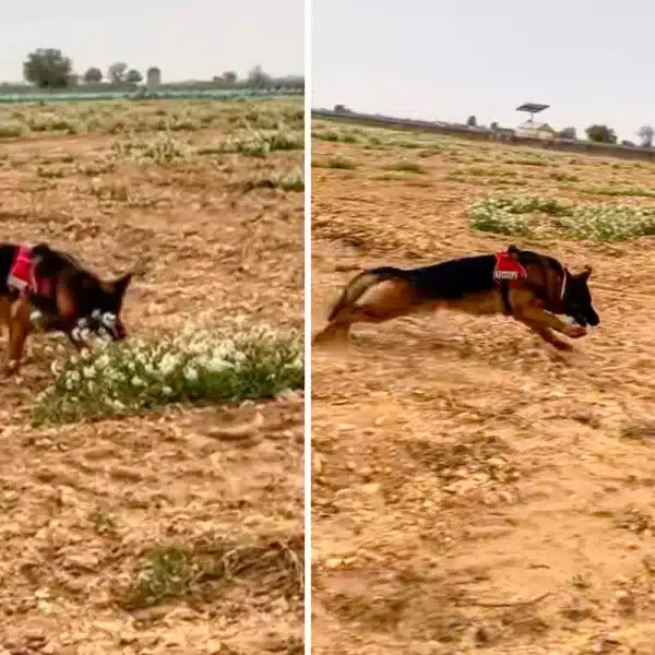 El pastor alemán, con el conejo.