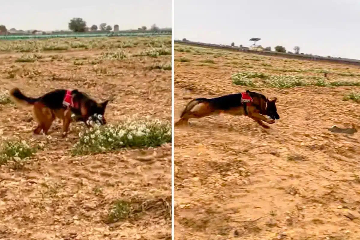El pastor alemán, con el conejo.