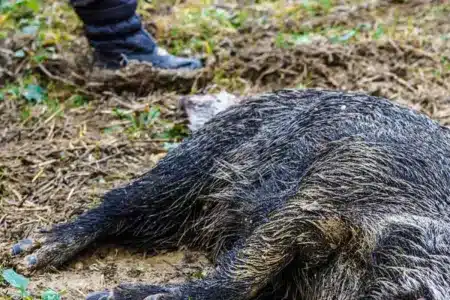 peste porcina africana jabalí Cataluña