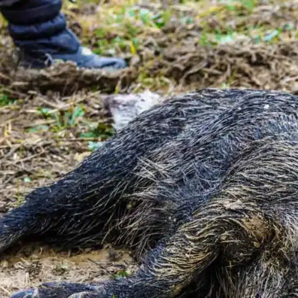 peste porcina africana jabalí Cataluña