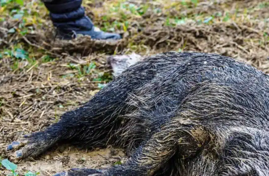 peste porcina africana jabalí Cataluña