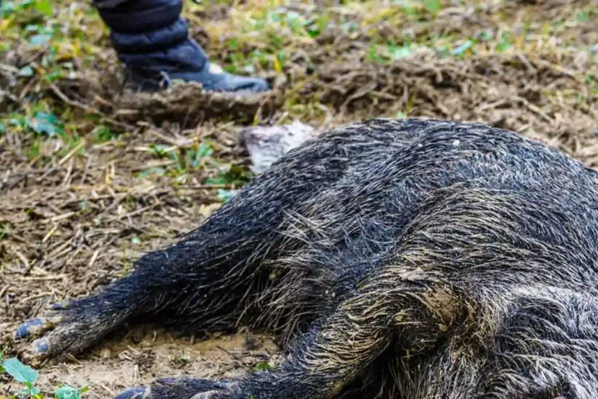 peste porcina africana jabalí Cataluña