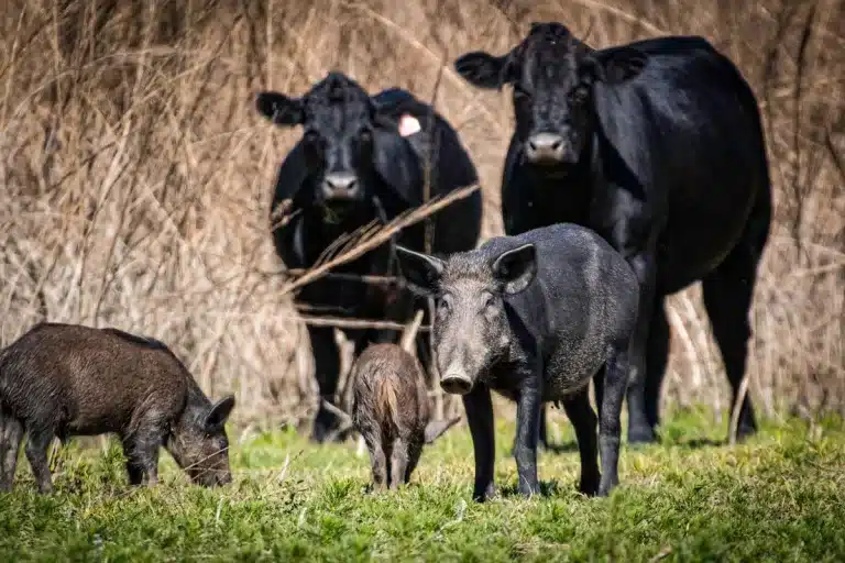 Jabalí entre vacas.