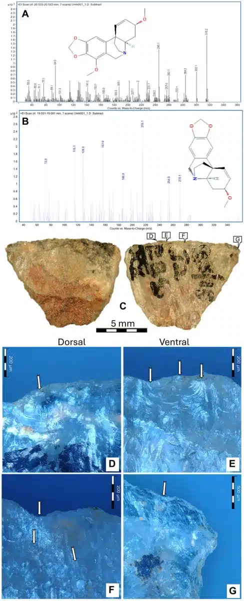 (A) La buphanidrina y (B) la epibuphanisina detectadas en la muestra 001. (C) Microlito 001 que muestra el residuo adhesivo venenoso de color rojizo aún adherido a la parte dorsal retocada de la herramienta; las imágenes D–G corresponden al filo ventral y a las micrografías que se muestran a continuación. (D y E) Microscópicas marcas de impacto a lo largo del filo ventral afilado, y (F) microestrías transversales que se inician en ese mismo filo. (G) Marcas de impacto en la zona de transición entre el filo ventral afilado y uno de los lados laterales