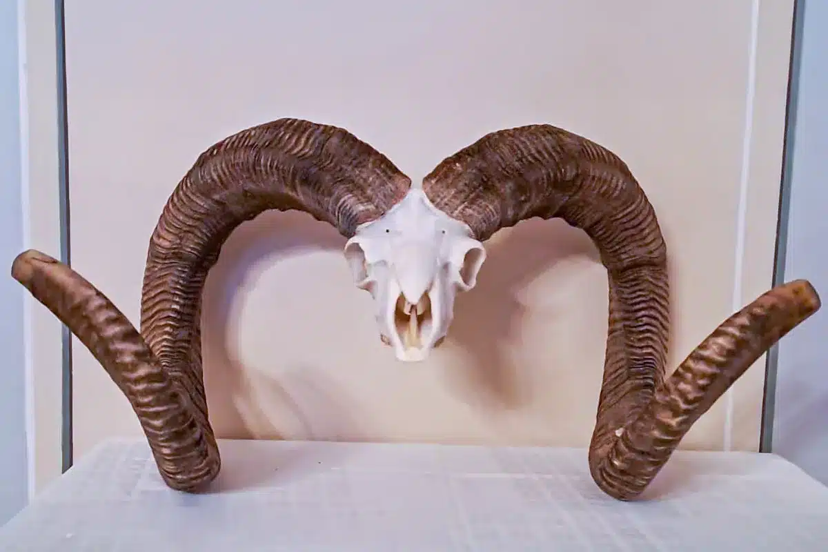 Actual récord del mundo de muflón, com 262.6 puntos CIC.