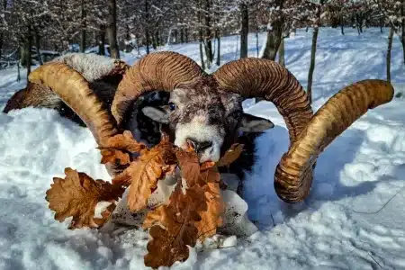 El extraordinario animal.