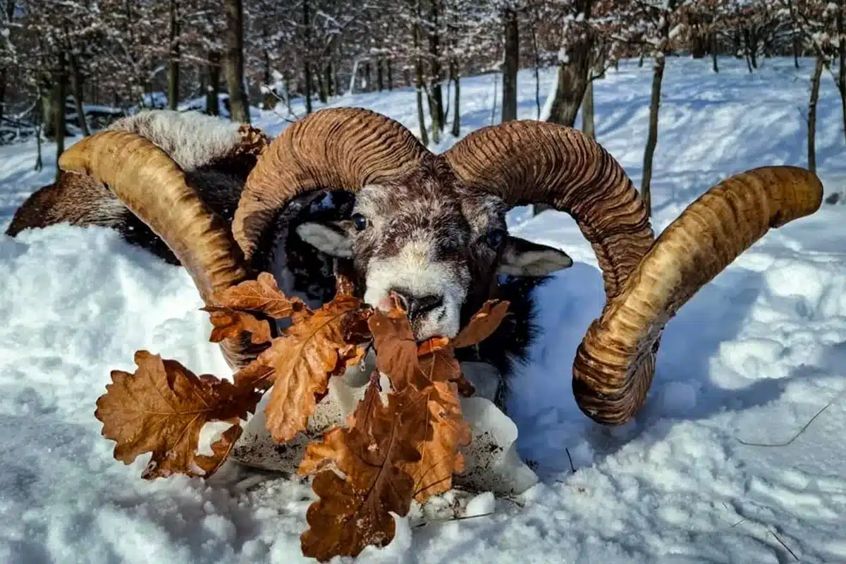 El extraordinario animal.