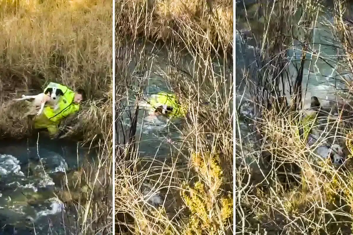 rehalero cruza río Tajo para salvar a uno de sus perros