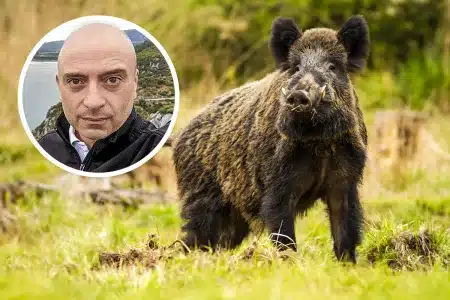 situación guerra jabalí